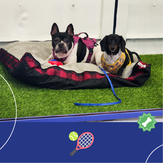 Nuestro servicios de Guardería para perros