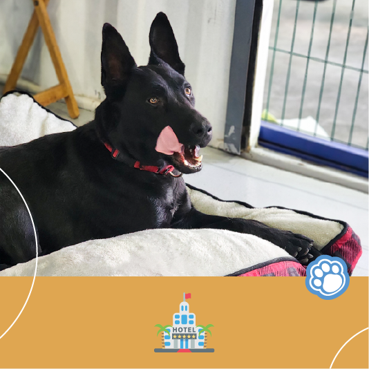 Hotel para perros en Tijuana